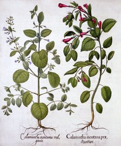 Kalaminten, aus Hortus Eystettensis, von Basil Besler, veröffentlicht 1613 von German School