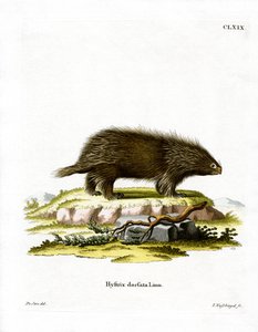 Kanadisches Stachelschwein