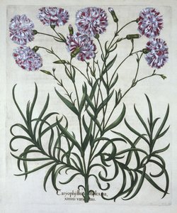 Nelke, aus Hortus Eystettensis, von Basil Besler (1561-1629), veröffentlicht 1613 von German School