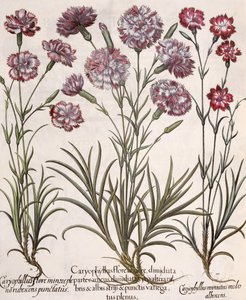 Nelken: 1. Caryophyllus flore majore; 2. Caryophyllus flore minor pleno rubescens punctatus; 3. Caryophyllus miniatus medis albescens, aus dem Hortus Eystettensis von Basil Besler, veröffentlicht 1613 von German School