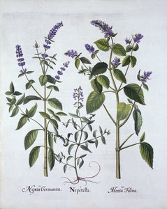 Katzenminze und Katzenkraut, aus Hortus Eystettensis, von Basil Besler (1561-1629), veröffentlicht 1613 von German School