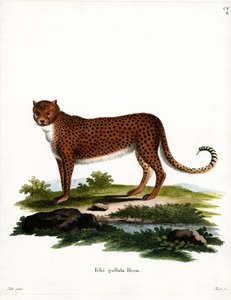 Gepard