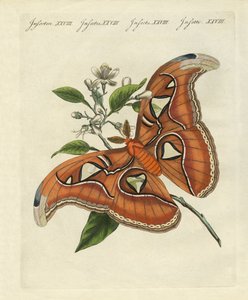 Chinesische Schmetterlinge von German School