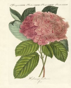 Chinesische Blumen