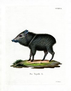Nabelschwein