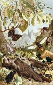 Kombinierte Kraft der Insekten, Tafel aus "Brehms Tierleben: Allgemeine Kunde des Tierreichs", Bd.9, S.65, veröffentlicht vom Bibliographischen Institut von German School