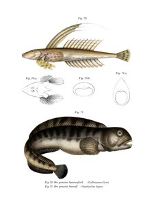 Gewöhnlicher Drachenkopf