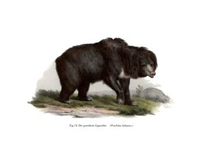 Indischer Lippenbär, 1860 von German School