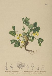 Kriechende Sibbaldie