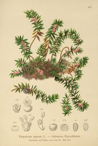Krähenbeere von German School