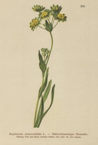 Hahnenfußblättriger Goldhafer (Bupleurum ranunculoides)