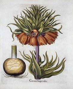 Kaiserkrone genannt Fritillaria, aus Hortus Eystettensis, von Basil Besler, veröffentlicht 1613 von German School