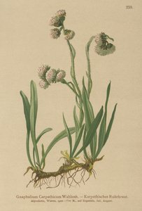 Ruhrkraut (Gnaphalium carpathicum)