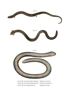 Cuviers Bachia (Farblithografie)