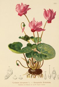 Alpenveilchen