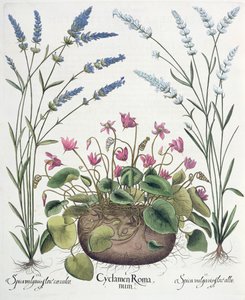 Alpenveilchen und Lavendel: 1. Cyclamen Romanum; 2. Spica vulgaris flore albo; 3. Spica vulgaris flore ceruleo, aus dem Hortus Eystettensis von Basil Besler, veröffentlicht 1613