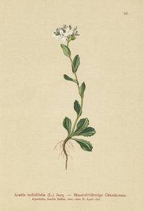 Gänseblümchen-Gänsekresse (Arabis bellidifolia)