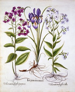 Nachtviole und Feldiris, aus Hortus Eystettensis, von Basil Besler, 1613 von German School