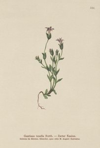 Dänischer Zwergenzian