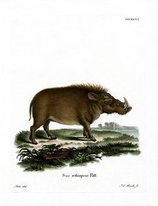 Wüstenwarzenschwein