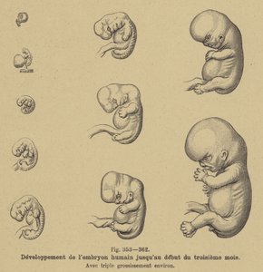 Entwicklung des menschlichen Embryos in den ersten drei Monaten der Schwangerschaft von German School