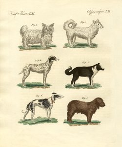 Verschiedene Arten von Hunden von German School