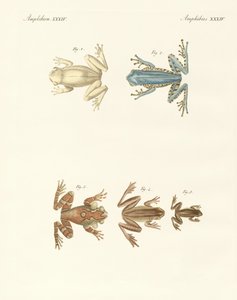 Verschiedene Arten fremder Baumfrösche