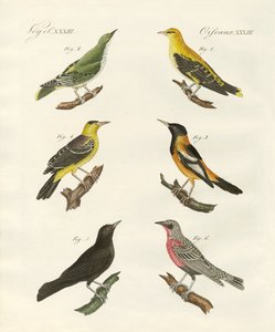 Verschiedene Arten von Pirolen