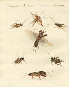 Verschiedene Arten von lokalen Grillen