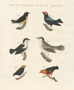 Verschiedene Arten von Manakins
