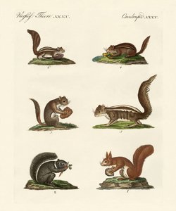 Verschiedene Arten von Eichhörnchen