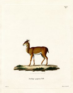 Dik-Dik