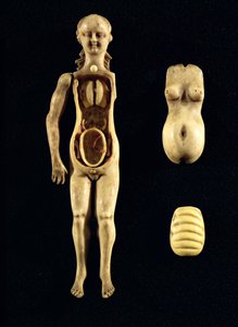 Puppe, die die Anatomie des menschlichen Körpers zeigt