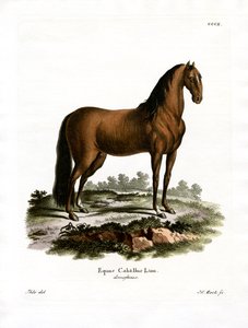 Hauspferd