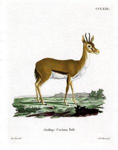 Dorcasgazelle von German School