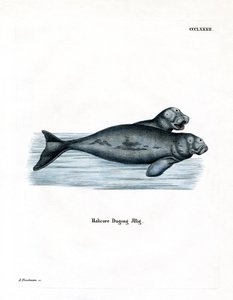 Dugong von German School