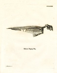 Dugong-Skelett von German School