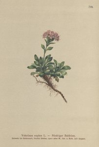 Zwerg-Baldrian (Valeriana supina)