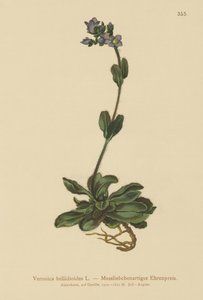 Zwergblauer Ehrenpreis (Veronica bellidioides)