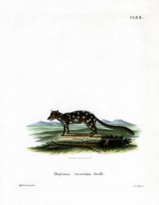 Östlicher Quoll