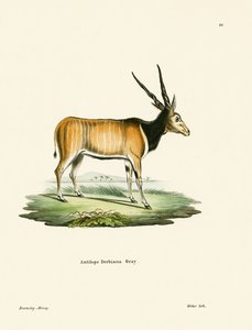 Elenantilope
