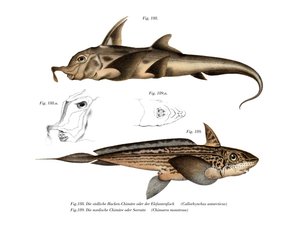 Elefantenfisch