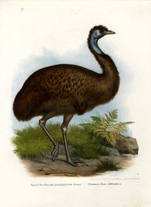 Emu, 1864