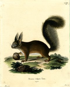 Eurasisches Eichhörnchen von German School
