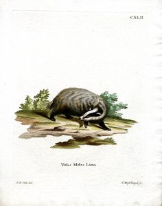 Europäischer Dachs