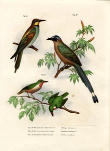 Bienenfresser, 1864