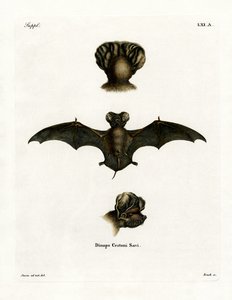 Europäische Freischwanzfledermaus