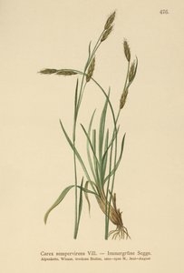 Immergrüne Segge (Carex sempervirens) von German School
