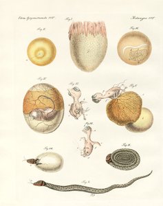 Evolution von Hühnern, Tauben und Schlangen aus Eiern