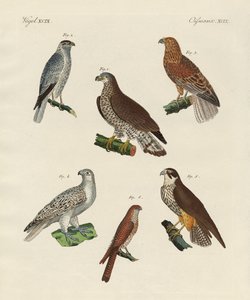 Hervorragende Falken Deutschlands